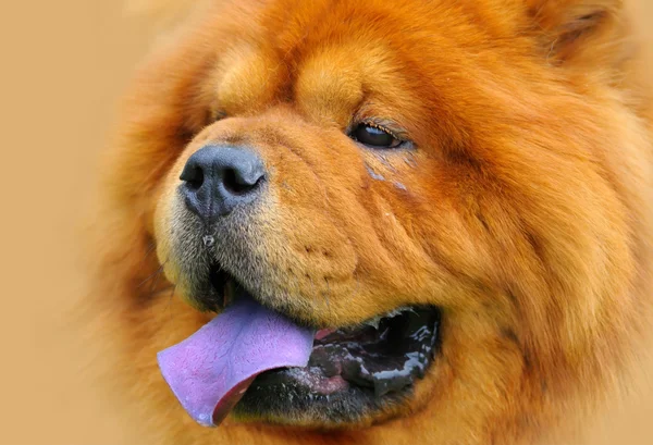 Red Chow