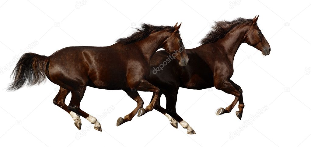 budenny horses