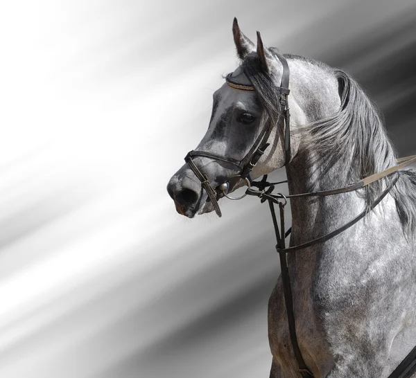 Dapple-grey arabian horse