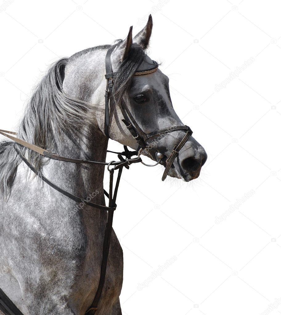 grey arabian horse