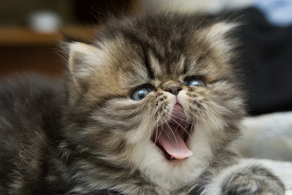 Small fluffy kitten with the open mouth