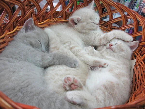 Gray kitten sleeping in basket