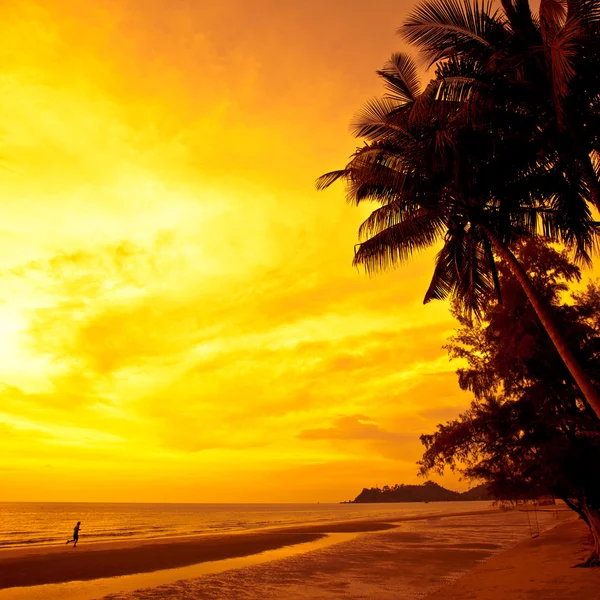 Coconut palms and sand beach, man runnin