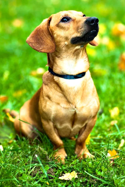 Funny dachshund puppy sit on green grass