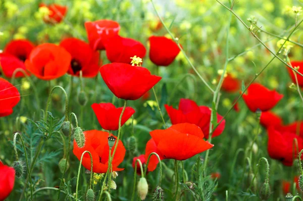 Red poppies and yellow flowers