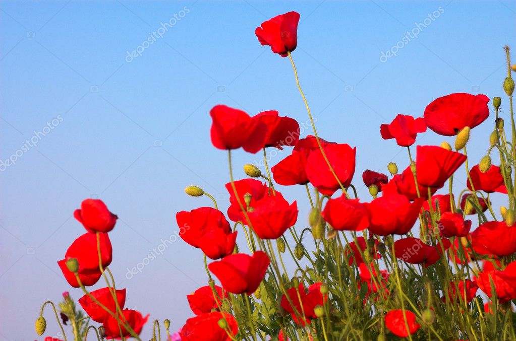 Poppies Blue Sky