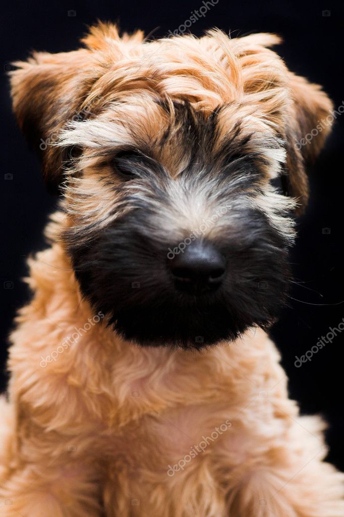 coated wheaten terrier