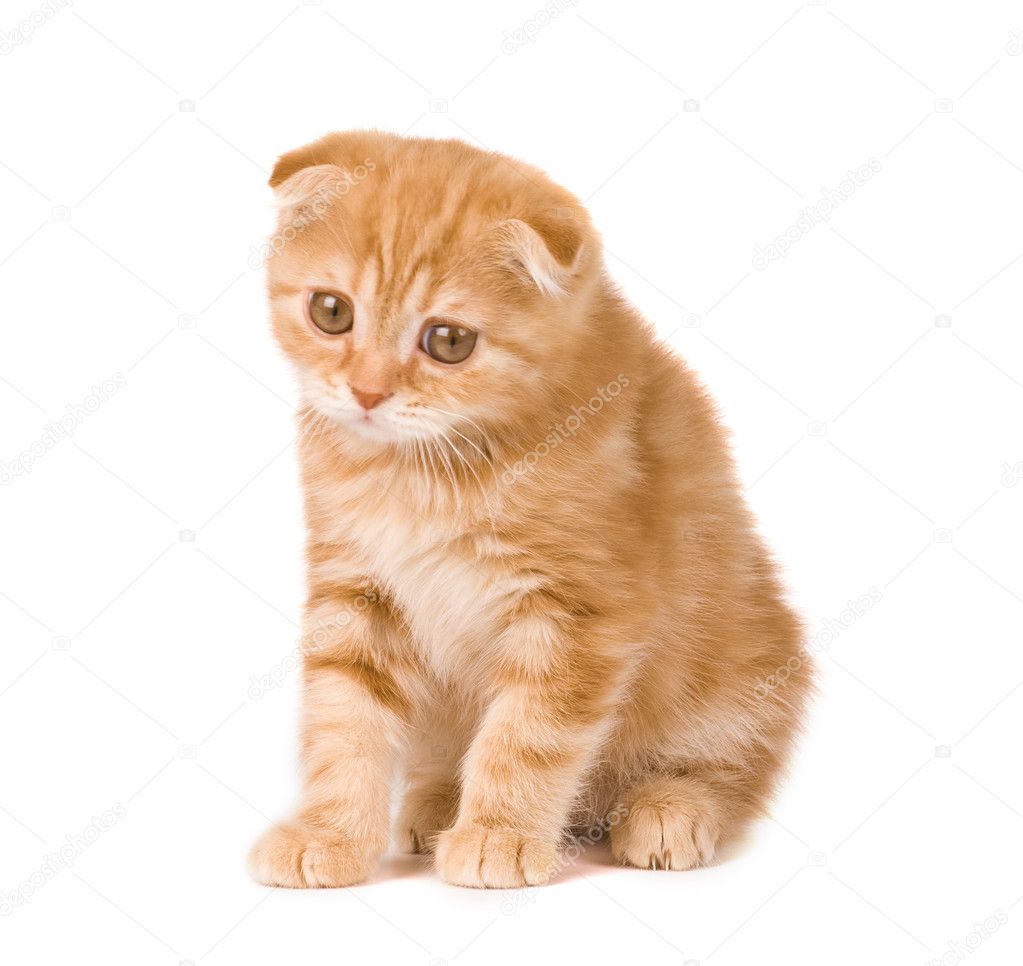 Sad Kitten Images
