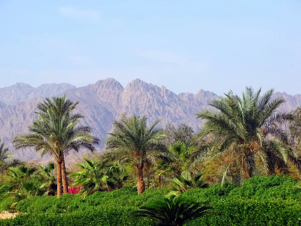 Palm trees and mountains