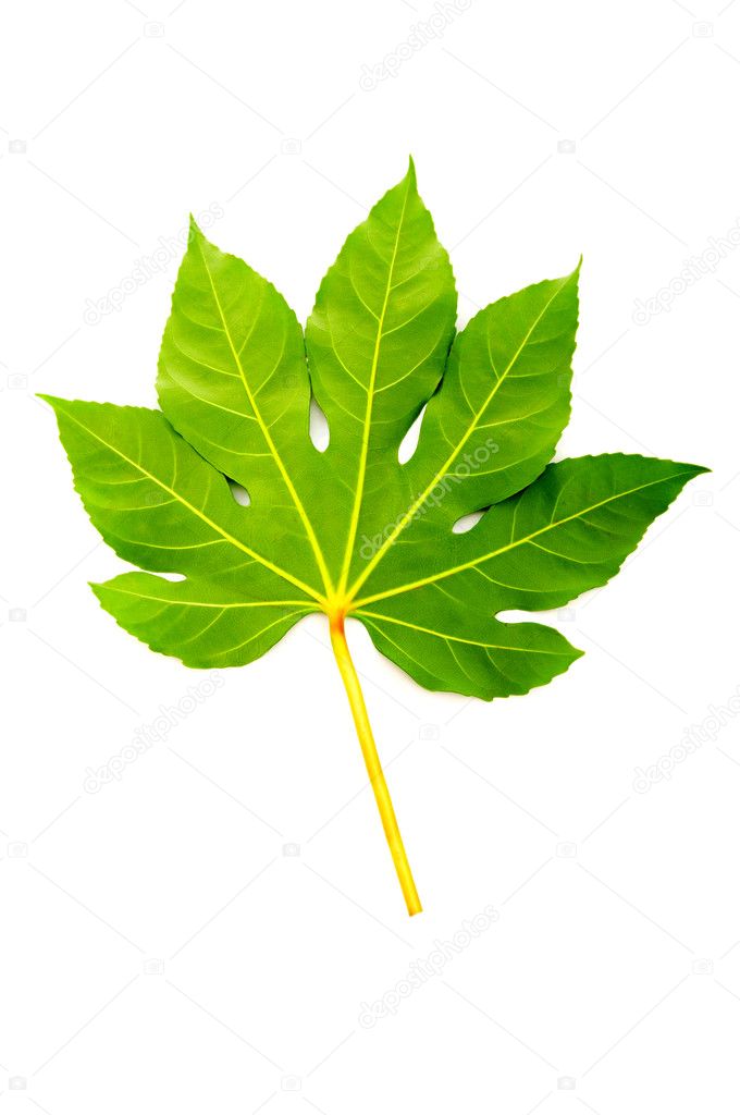 Fig Leaf Logo