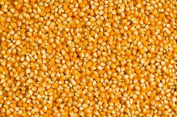 Bright corn kernels
