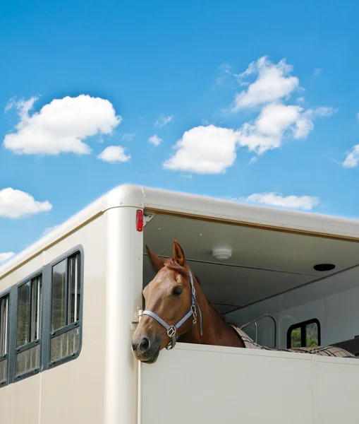Horse in the van on bright day