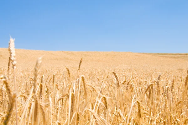 Wheat field on the bright day
