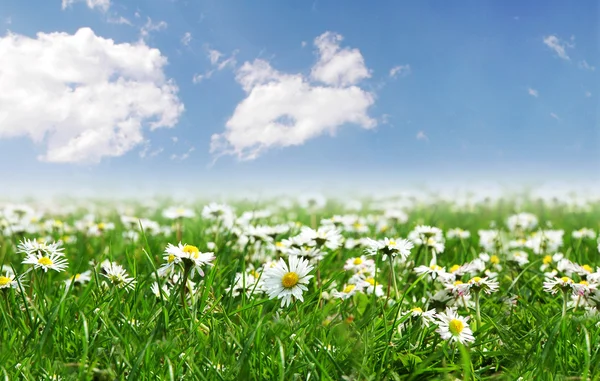 Field of daisies with bright sun