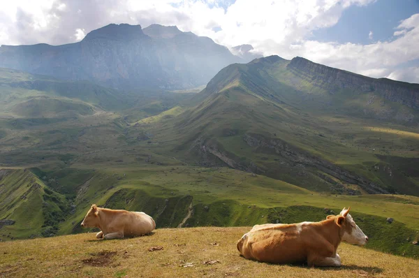 Two cows at the top of hill in summer