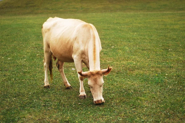 Cow grazing on the green meadow