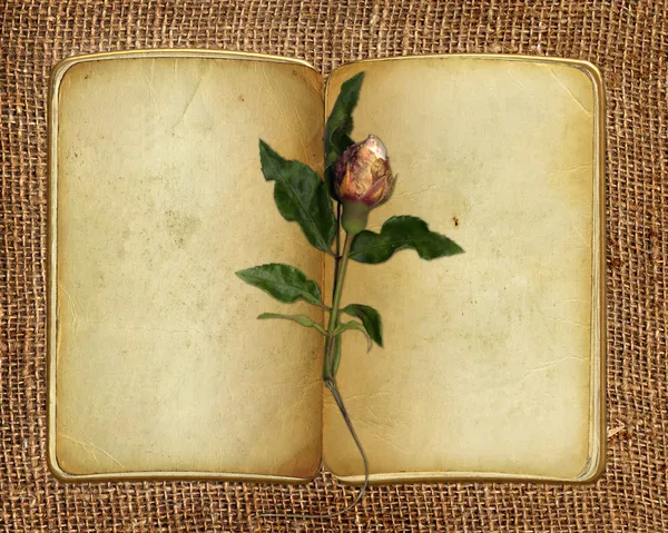 Open old book with rose on the isolated