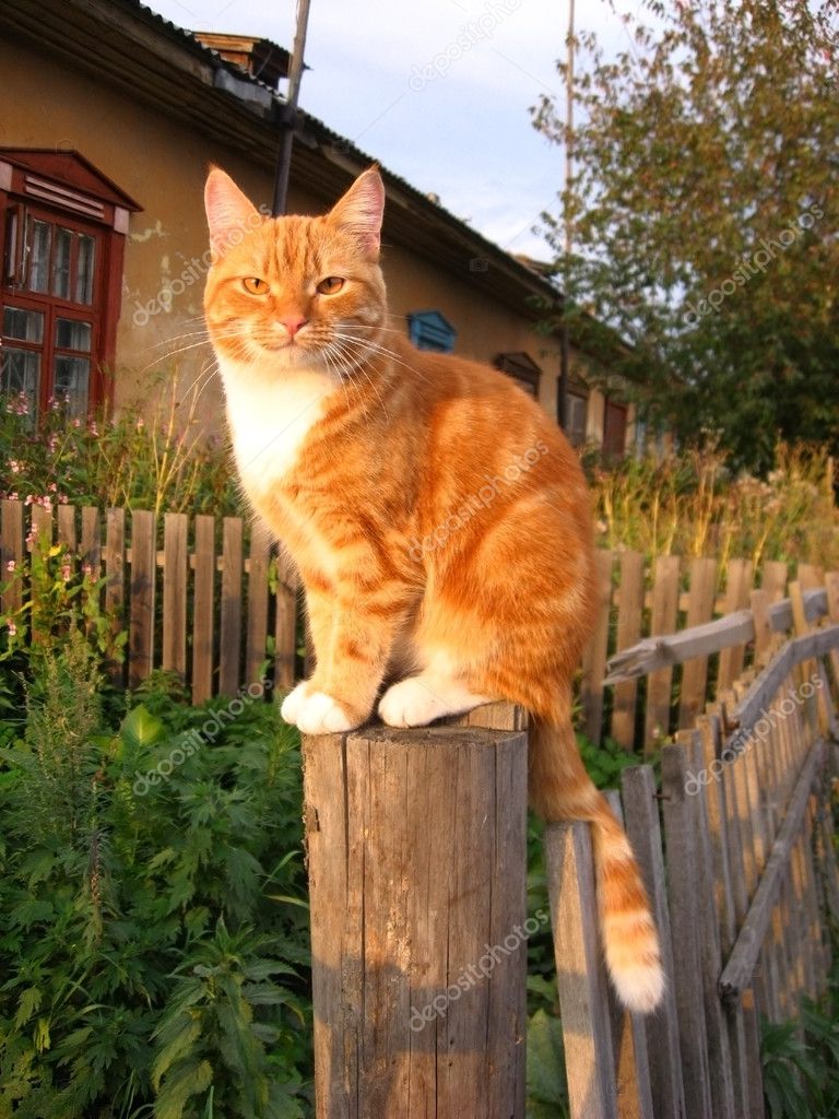 Кот на забор Кот на забор
