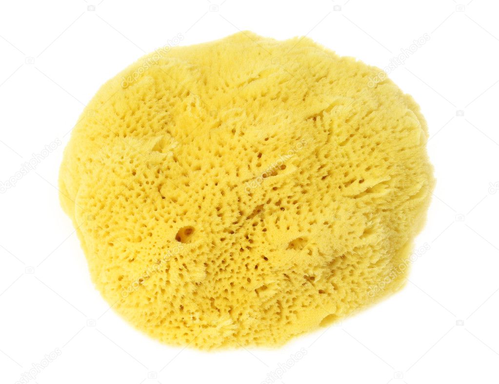 sponge natural