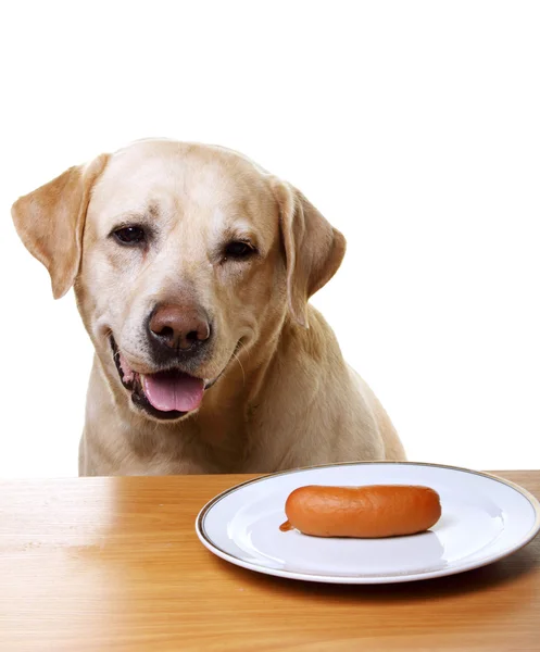 Labrador which wants to eat sausage