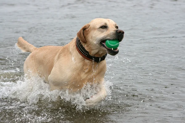 Dog with ball at teeth runs on water