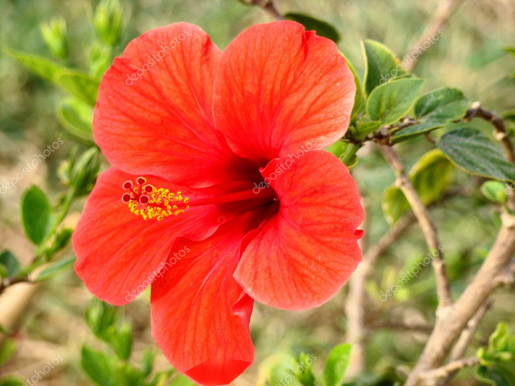 Hibiscus flower and shoot