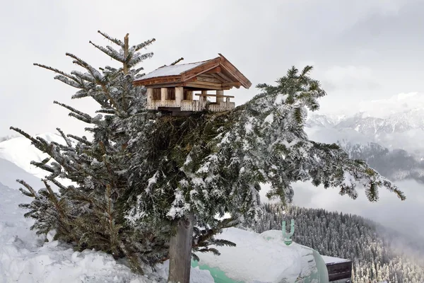 Bird house on pine tree