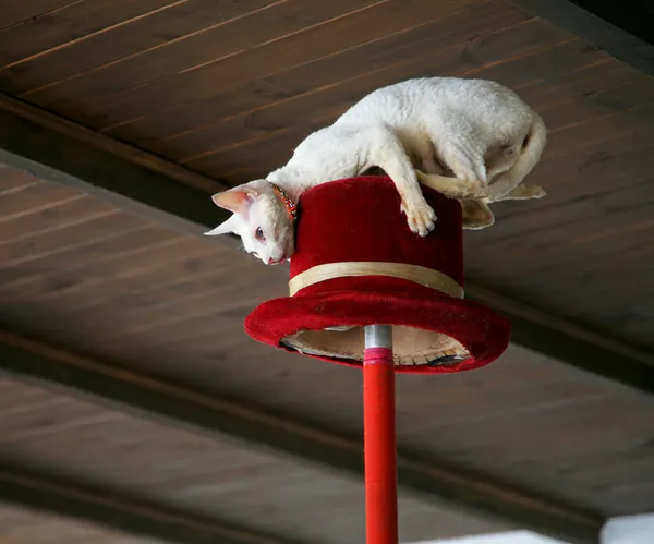 White cat makes stunt on top hat under w