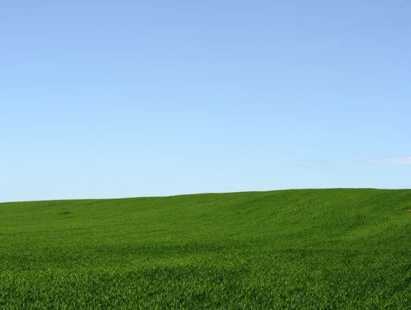 blue sky grass. Green Grass and Blue Sky