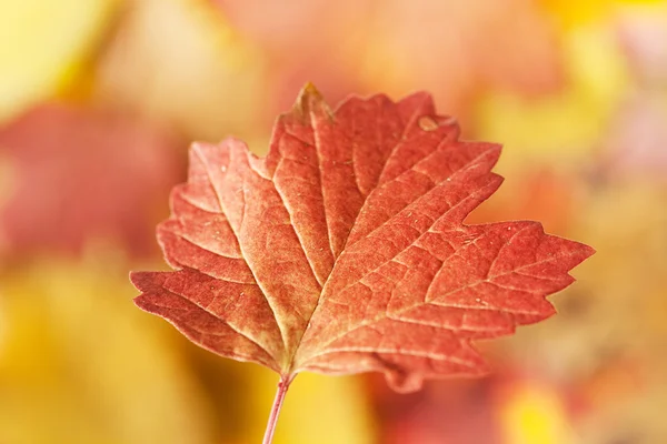 Autumn leaves — Stock Photo #1263454