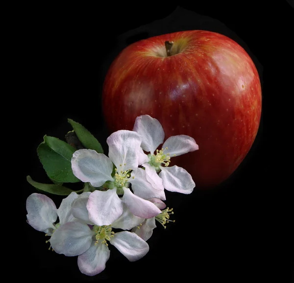 Apple with apple flowers