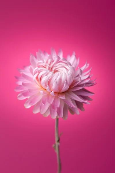 Pink flower on pink background by Evgeny Karandaev Stock Photo