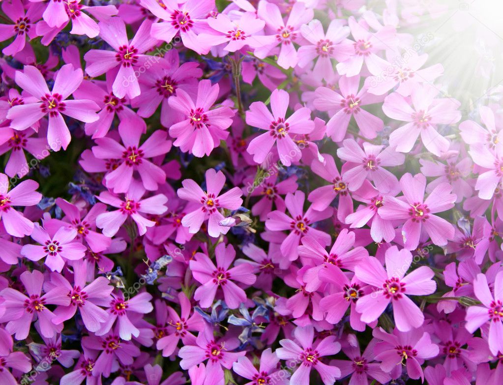 pink flowers background. Small pink flowers background