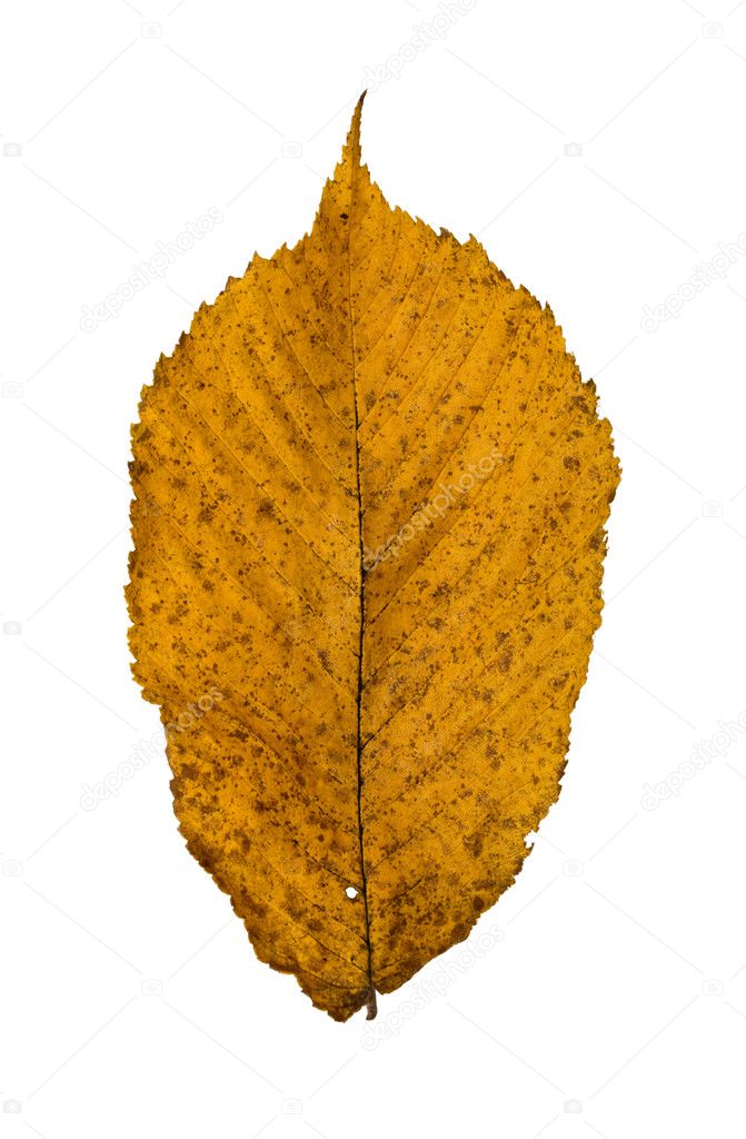 alder leaf