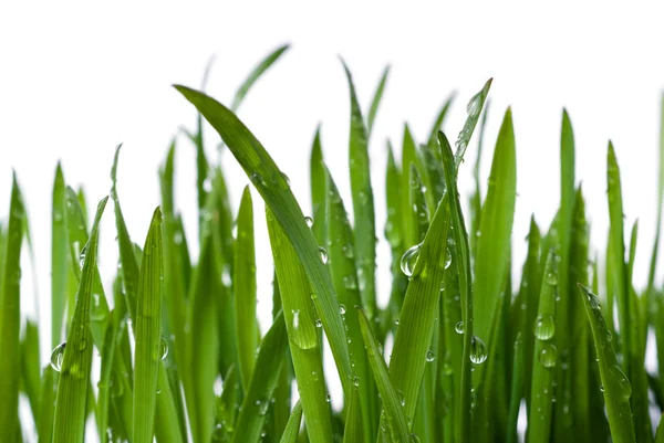 Grass with large dew drops