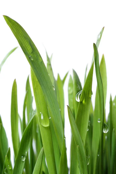 Grass with large dew drops