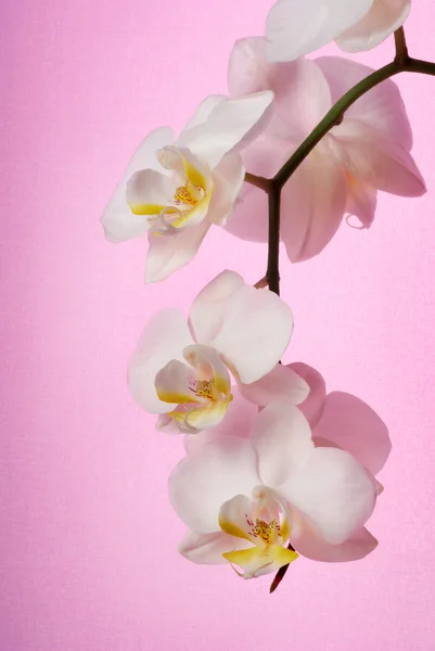 free pink background images. orchid on pink background