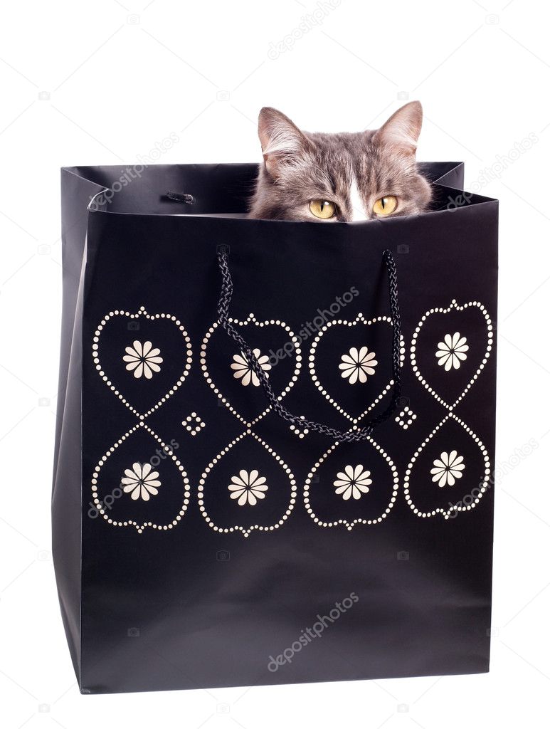 stock photo furry grey cat in t paper bag