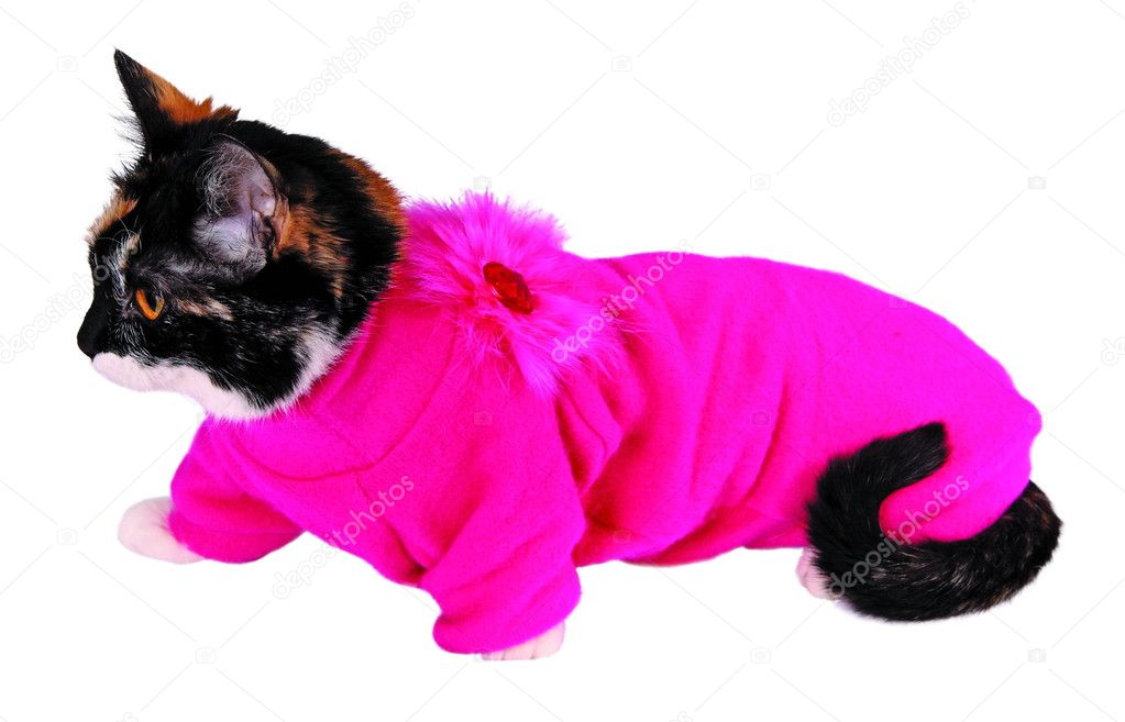 Cat In Sweater
