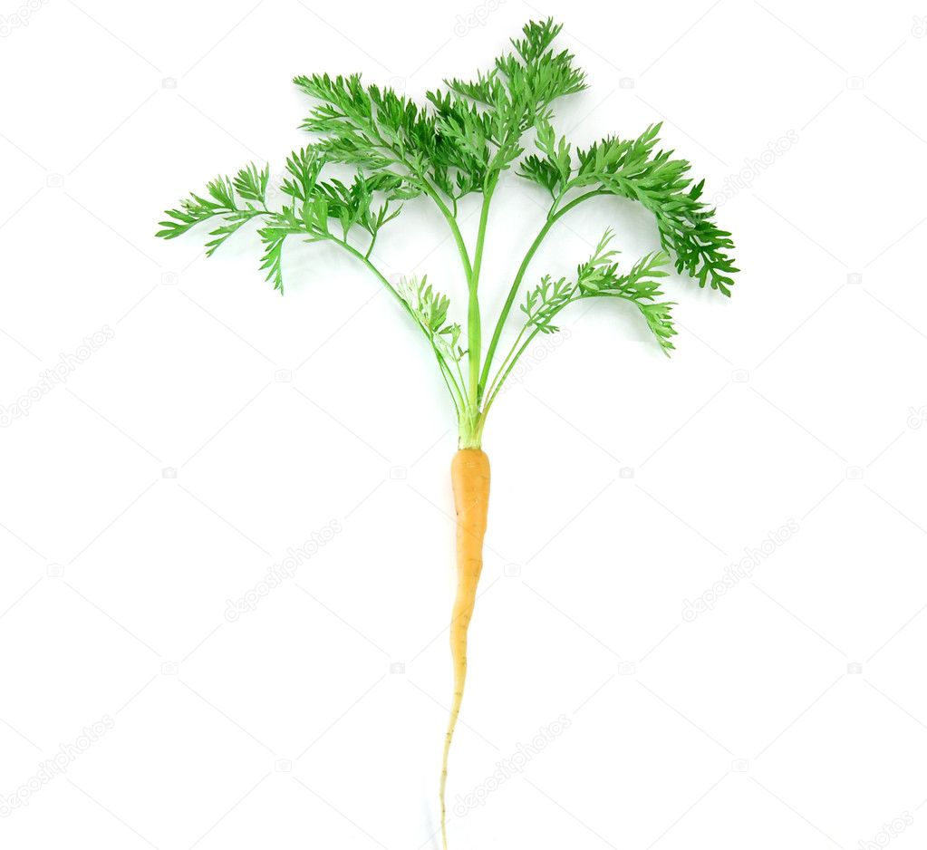 Carrot Leaf