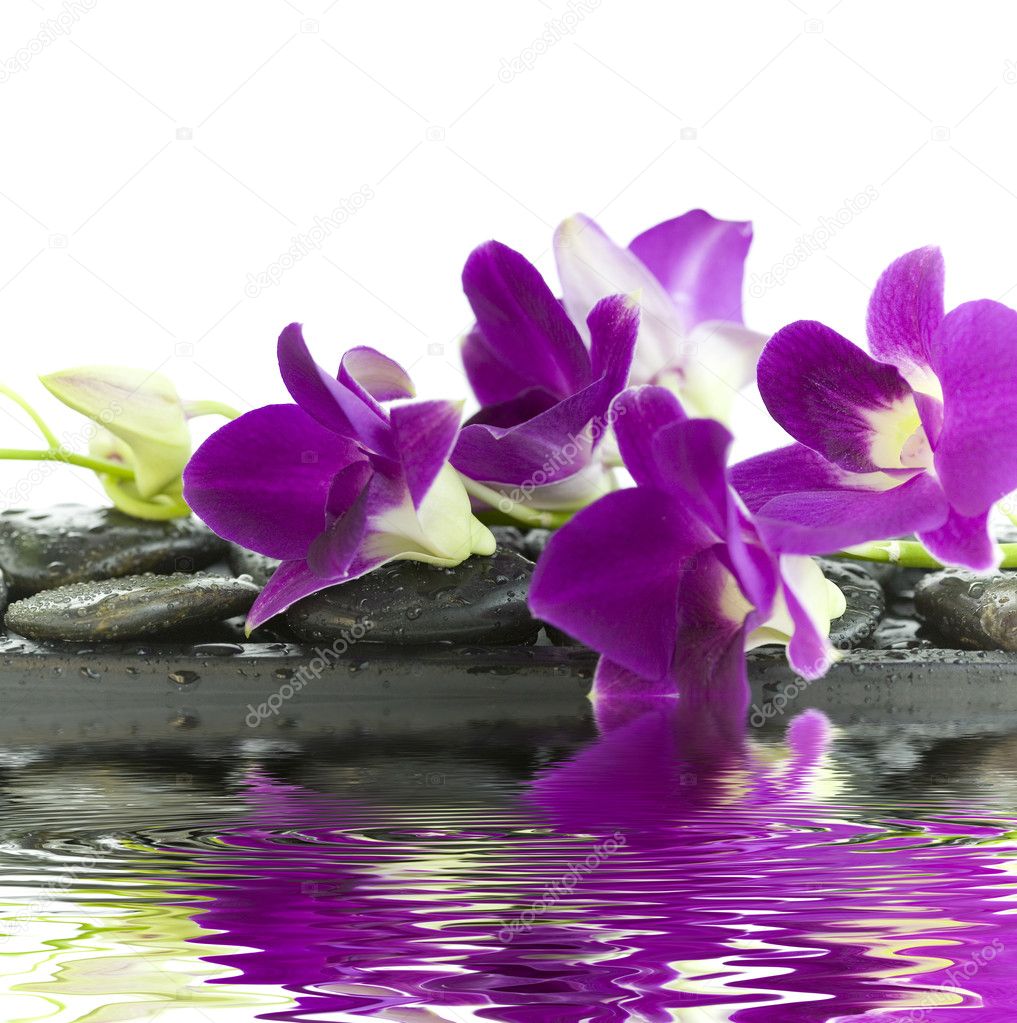 Purple Orchid Background