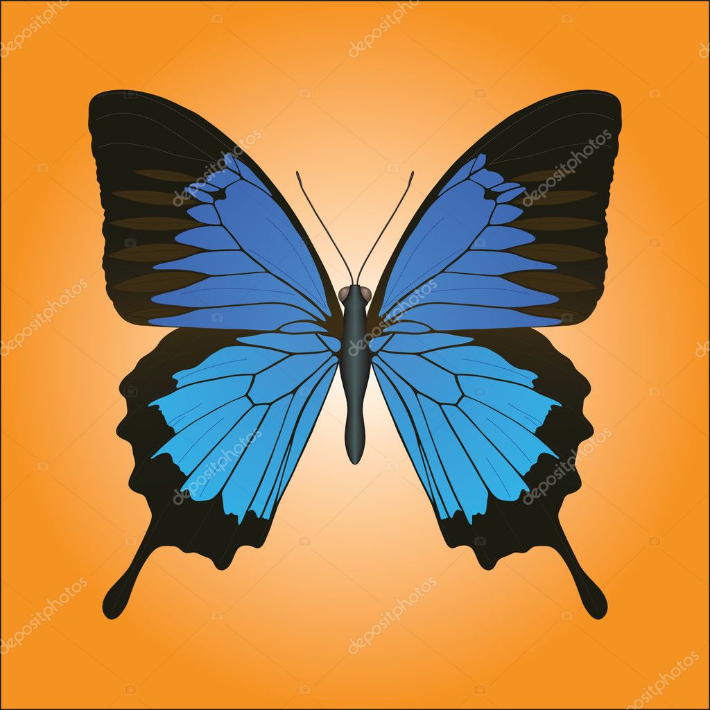 Papilio Butterflies