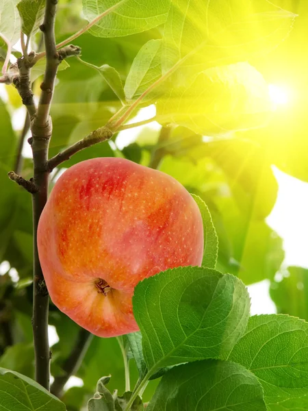 Apple tree fruit