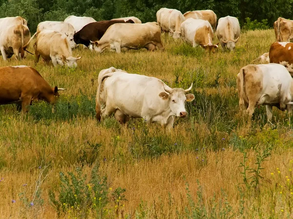 Cows herd animals