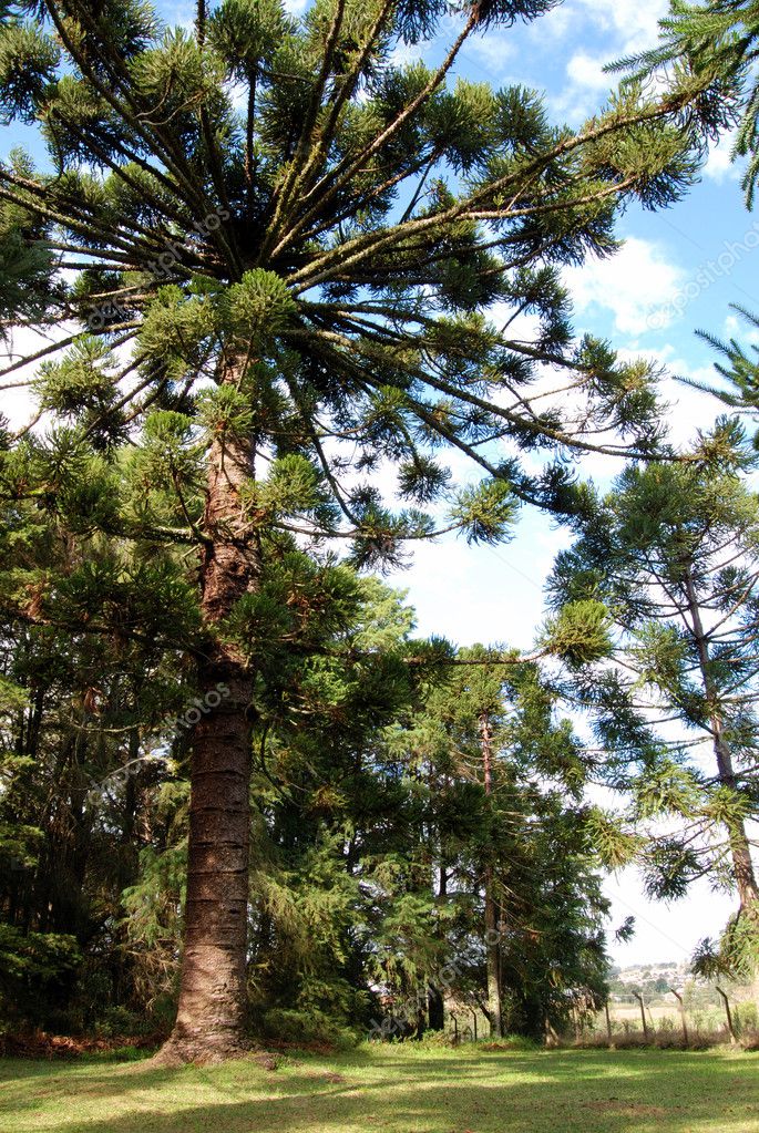 Brazilian Pine Tree — Stock Photo © xicoputini 1251109