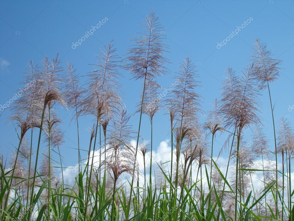 Sugar Cane Background