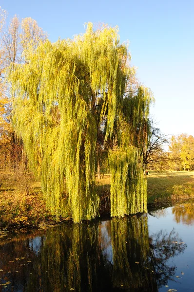 Willow tree in a park in warm colors