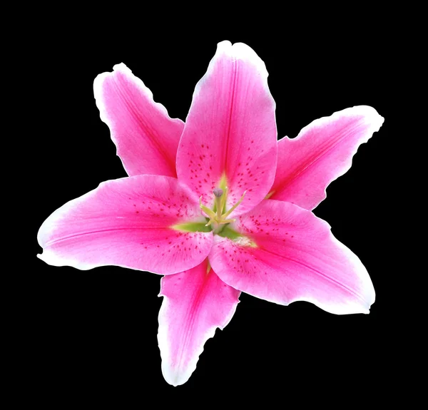 Pink lily flower on black background