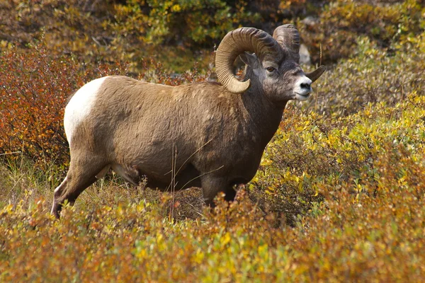Rocky Mountain Sheep A — Stock Photo #1286623