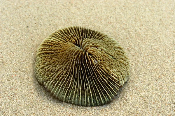 Round Coral on the sand color of human s